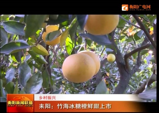 竹海冰糖橙鲜甜上市