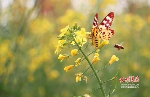 花香蝶自来