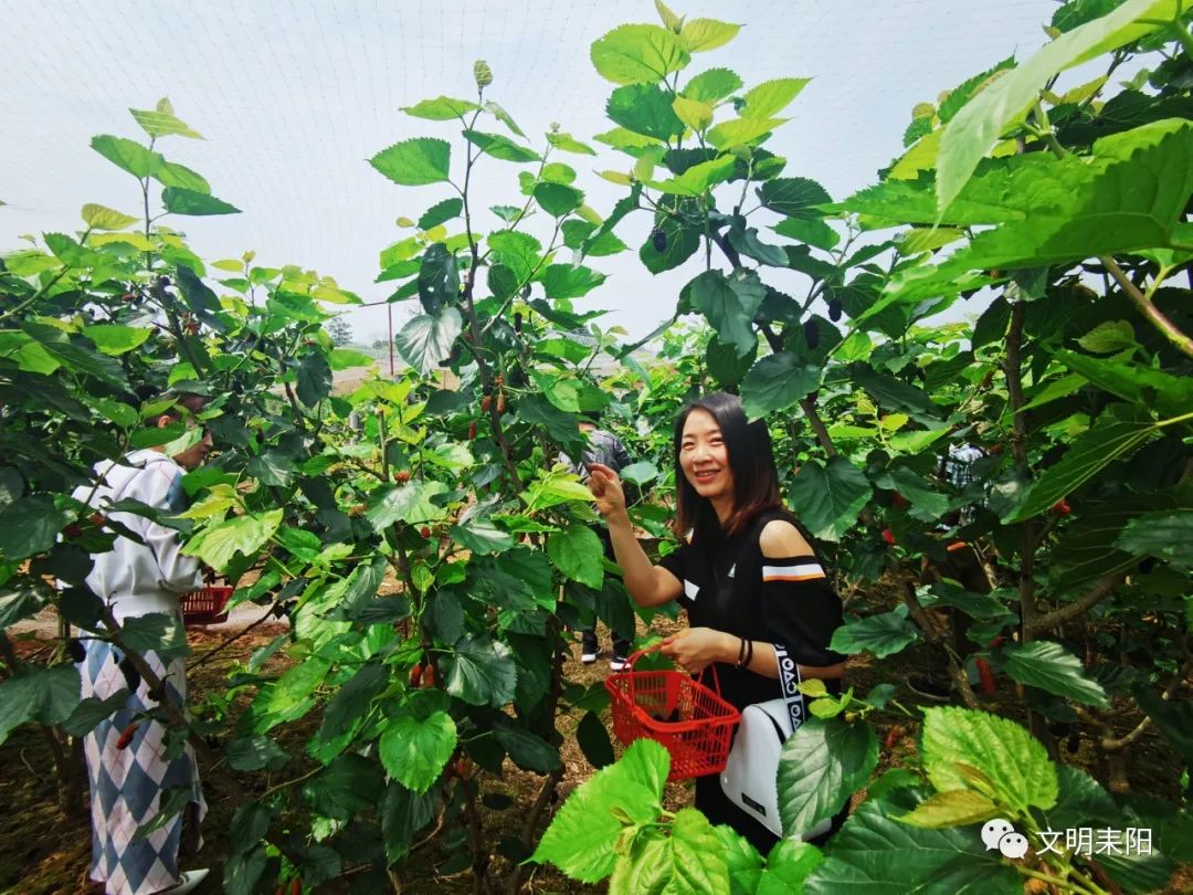 大家来帮忙：黄栗留鸣桑葚美 紫樱桃熟麦风凉_凤凰网凤凰卫视_凤凰网