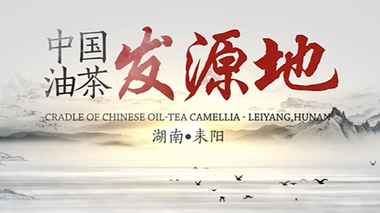 视频｜中国油茶发源地——湖南耒阳