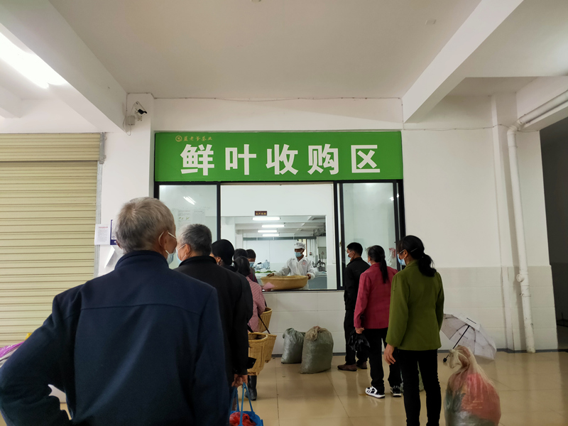 疫情时期增产保护茶农利益  彰显委员企业责任担当