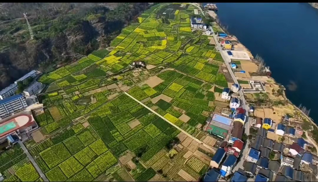 铜鼎镇：油菜花海扮靓乡村又增收