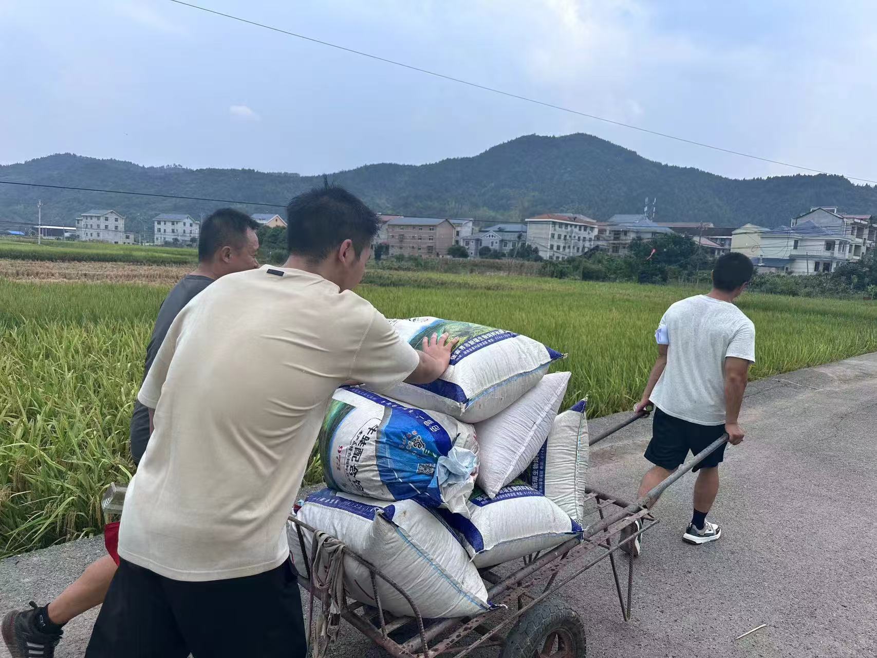 中方县铜鼎镇党员干部显担当 抢救搬运“粒粒黄金”