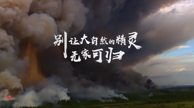 【森林防灭火】森林防火宣传片——别让大自然的精灵无家可归