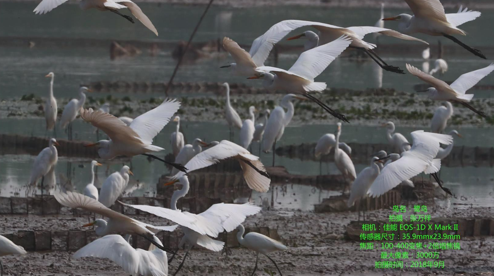 汉寿“鸟人”张万祥用照相机记录西洞庭湖环境变迁
