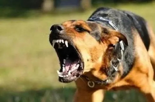 汉寿：恶犬伤人   公安紧急施救