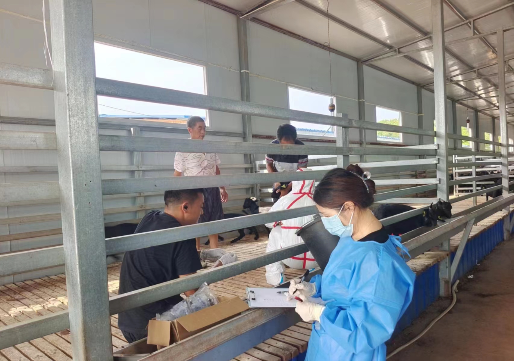 鼎城区畜牧水产事务中心积极开展动物疫病监测