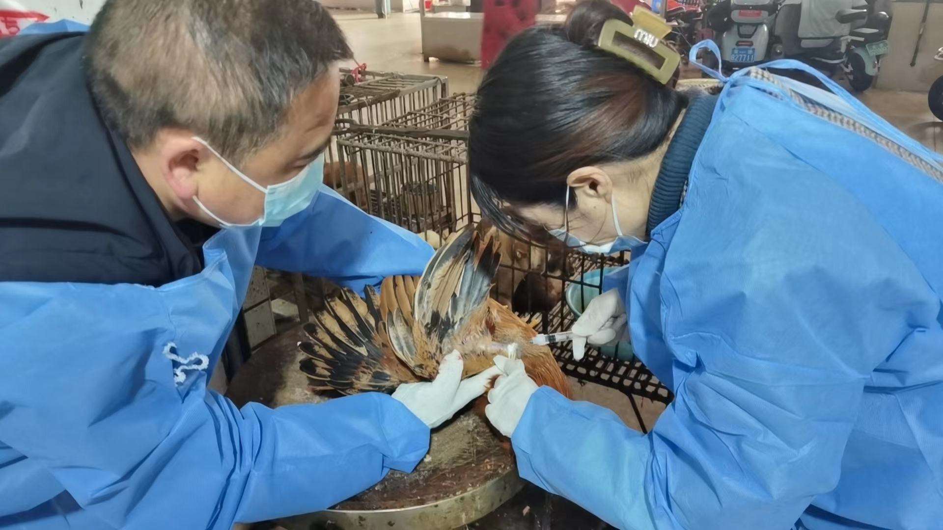 鼎城：开展畜禽水产品质量安全监测