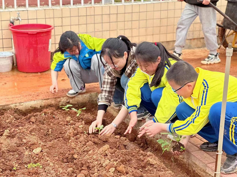 阳光农场种植忙——金源小学开展劳动实践种植活动