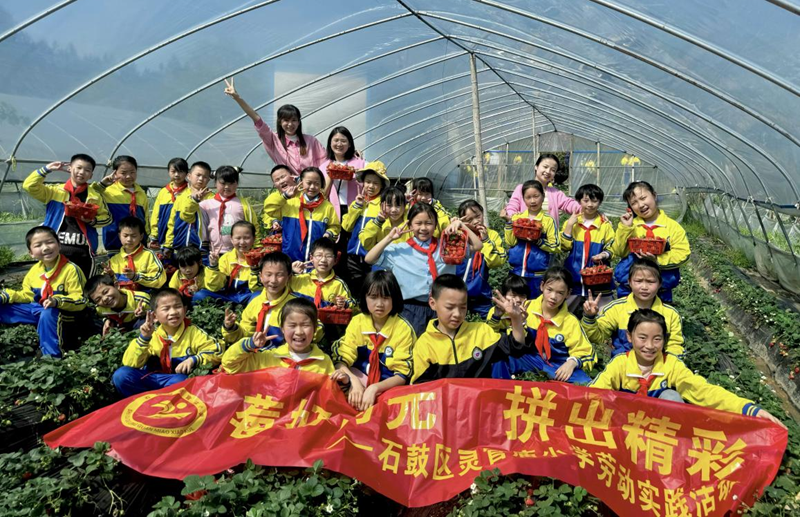石鼓区灵官庙小学：“童”赴采摘时光，体验“莓”好劳动