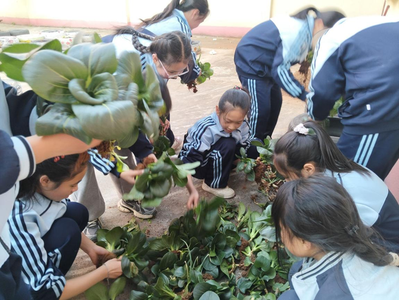 石鼓教育：废旧轮胎蜕变“小菜园”，物质与精神双丰收