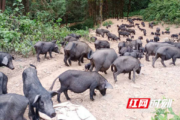 放养黑香猪 山林奔小康