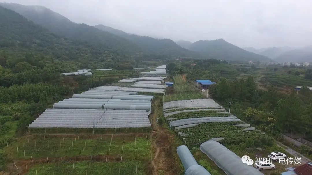 潘市镇侧树坪村：8万斤脆枣忙上市 抢占中秋果市