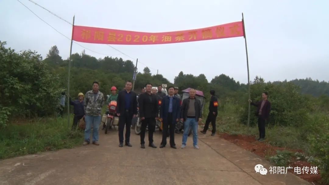 “寒露”油茶熟   采摘正当时