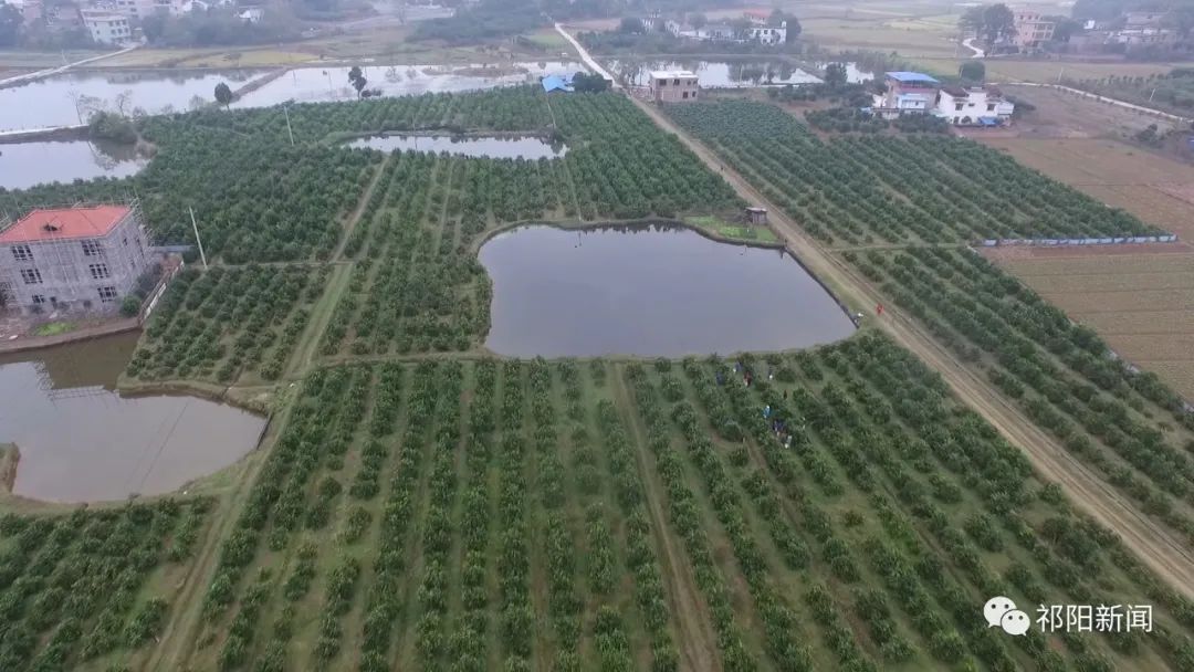 下马渡镇大湖塘村：200亩果园采摘销售忙