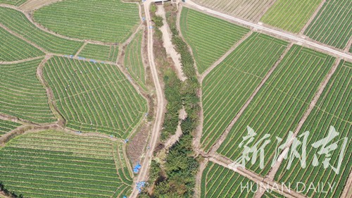 江华：种菜种出好“钱”景