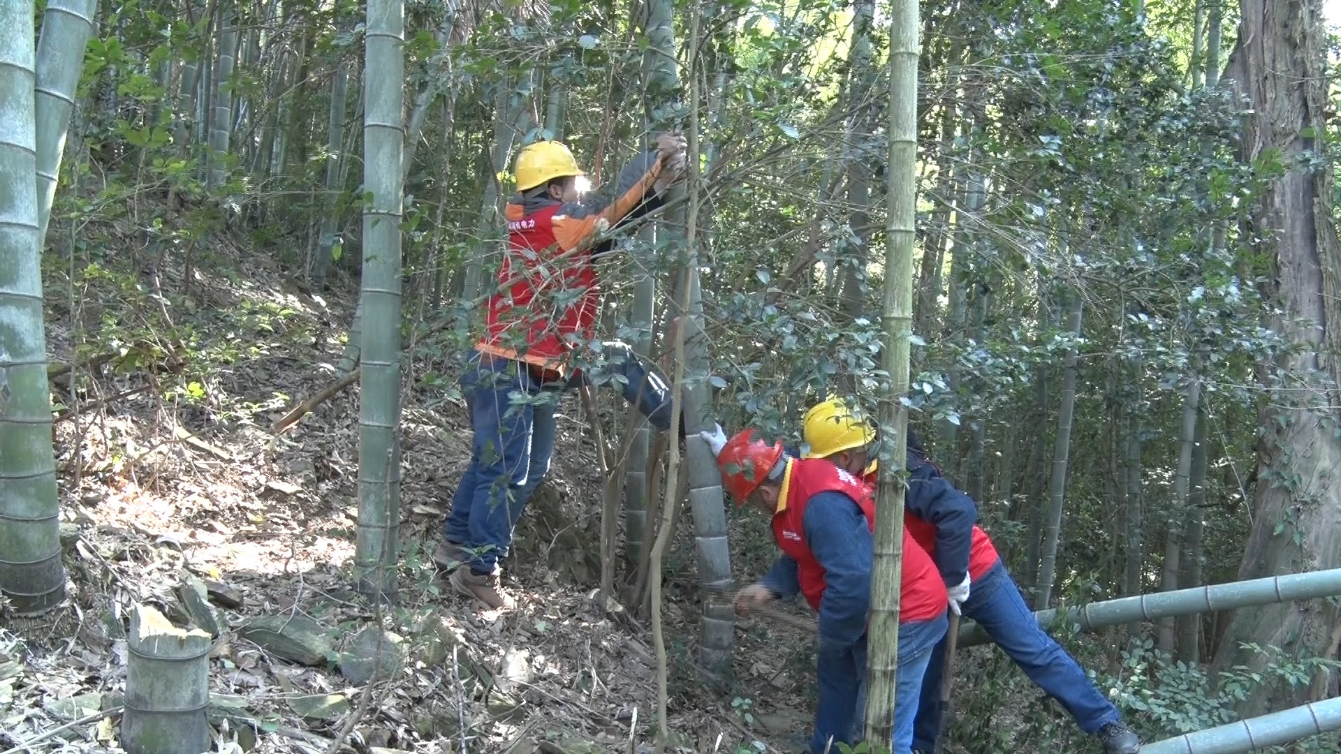 国网祁阳县供电公司：巡线砍青保供电