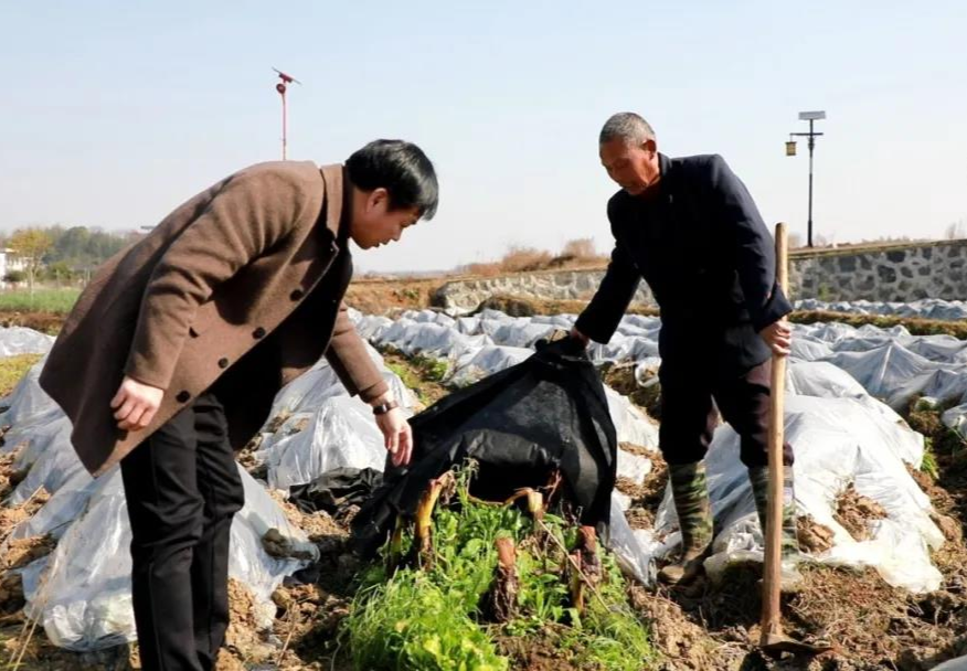 文明铺新塘角村：党建引领助力村民走上致富路