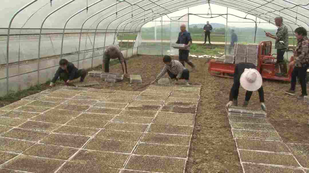 “奋斗百年路 启航新征程”——“学党史 悟思想 办实事 开新局”：智能机械化生产助力全县早稻育秧全覆盖