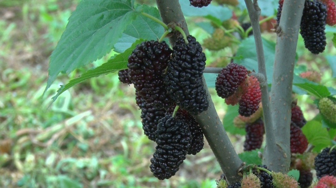 大村甸镇桑葚熟了