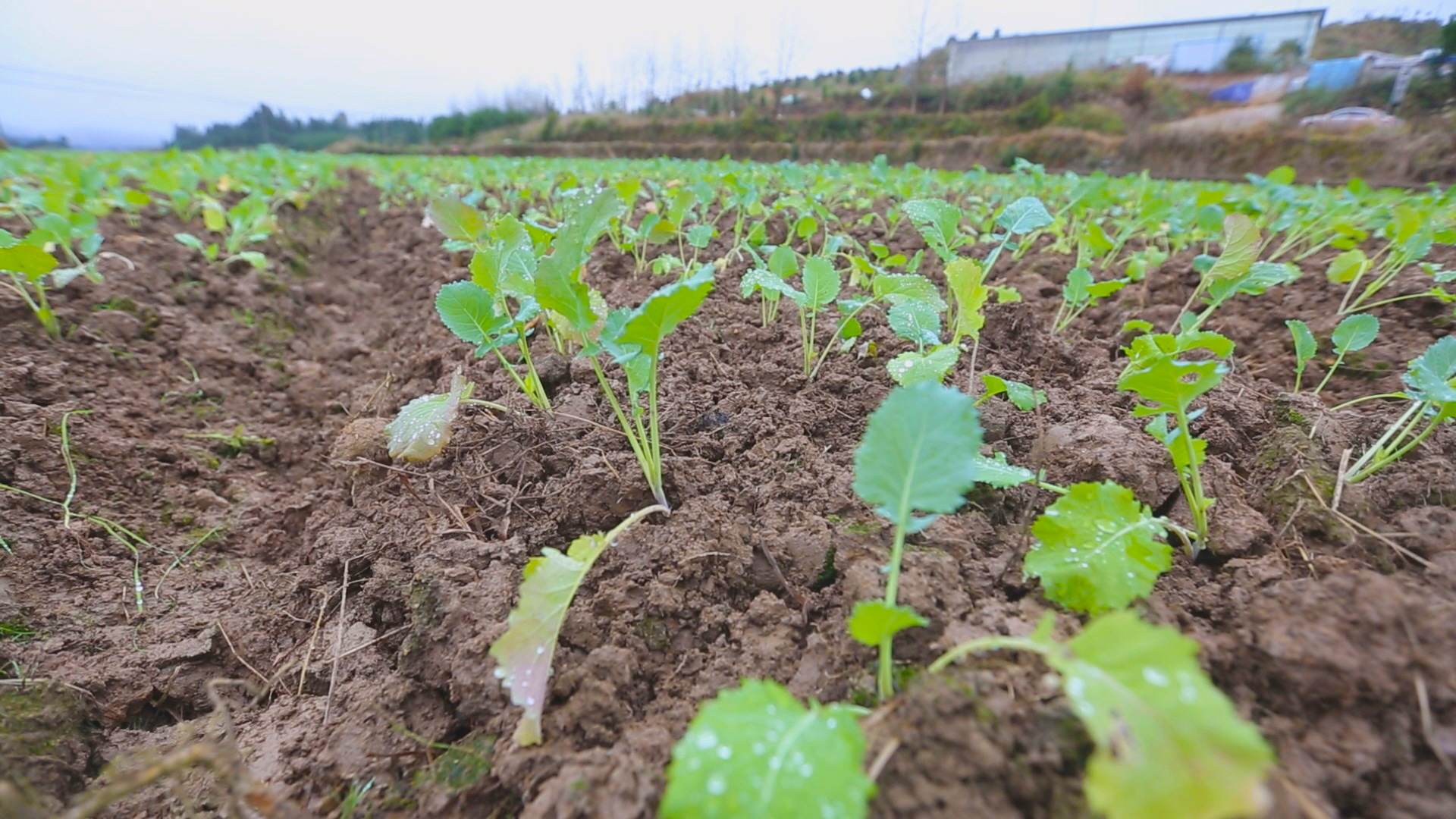 怀化靖州:十万亩油菜种植忙