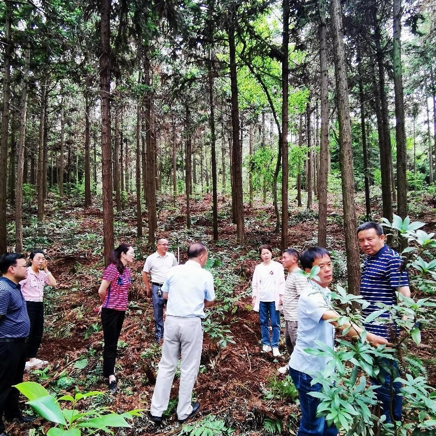 国家林草局贵阳专员办到东山国有林场调研