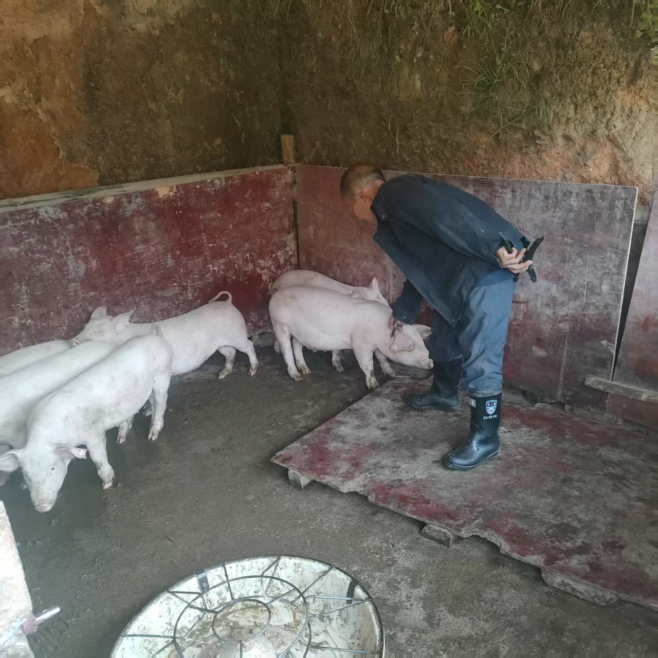 米贝苗族乡：防疫入户保民生  筑牢畜牧安全网
