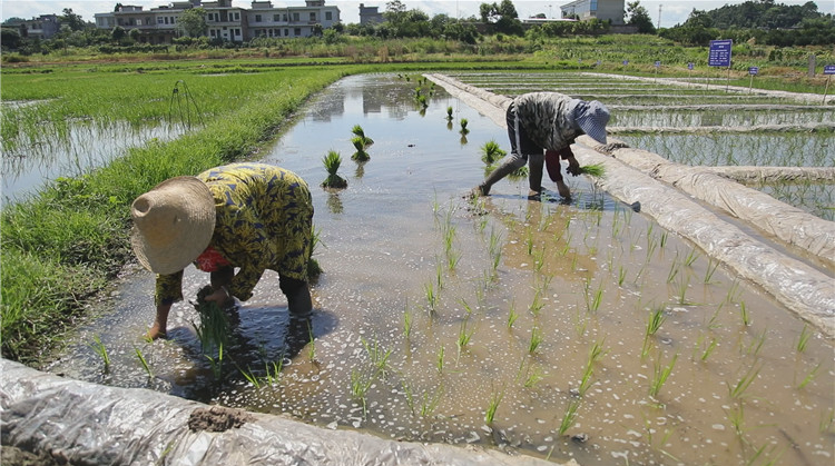 永兴县设立4个田间肥效试验点 实行土地先“体检”后耕种