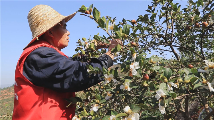 哪里有人收购油茶的茶籽