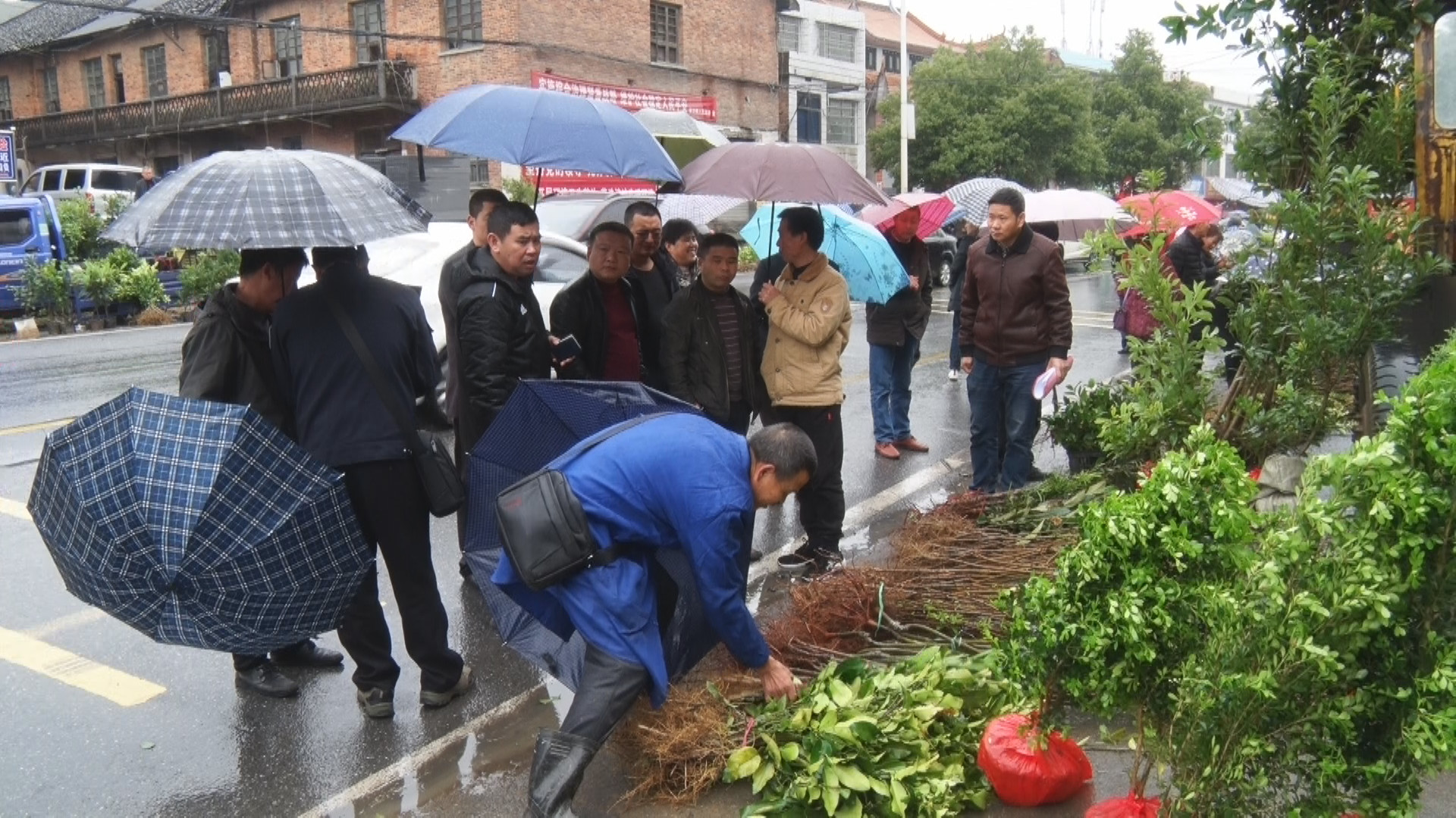 永兴县打击制售假冒伪劣种苗 护航油茶产业健康发展