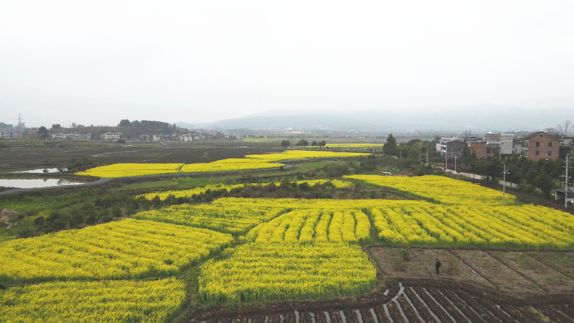 郴州永兴：千亩油菜花盛开 又是一年好光景