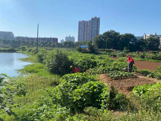 落實河長制 葩金社區(qū)積極開展巡塘工作