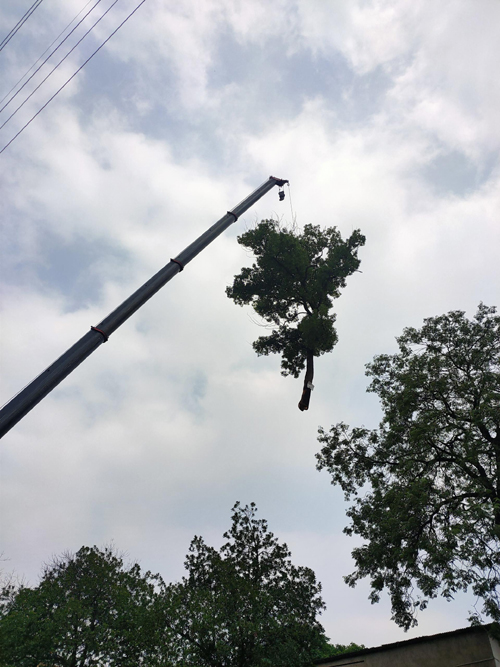 大樹傾倒壓砸居民住房 書院路街道高效處置