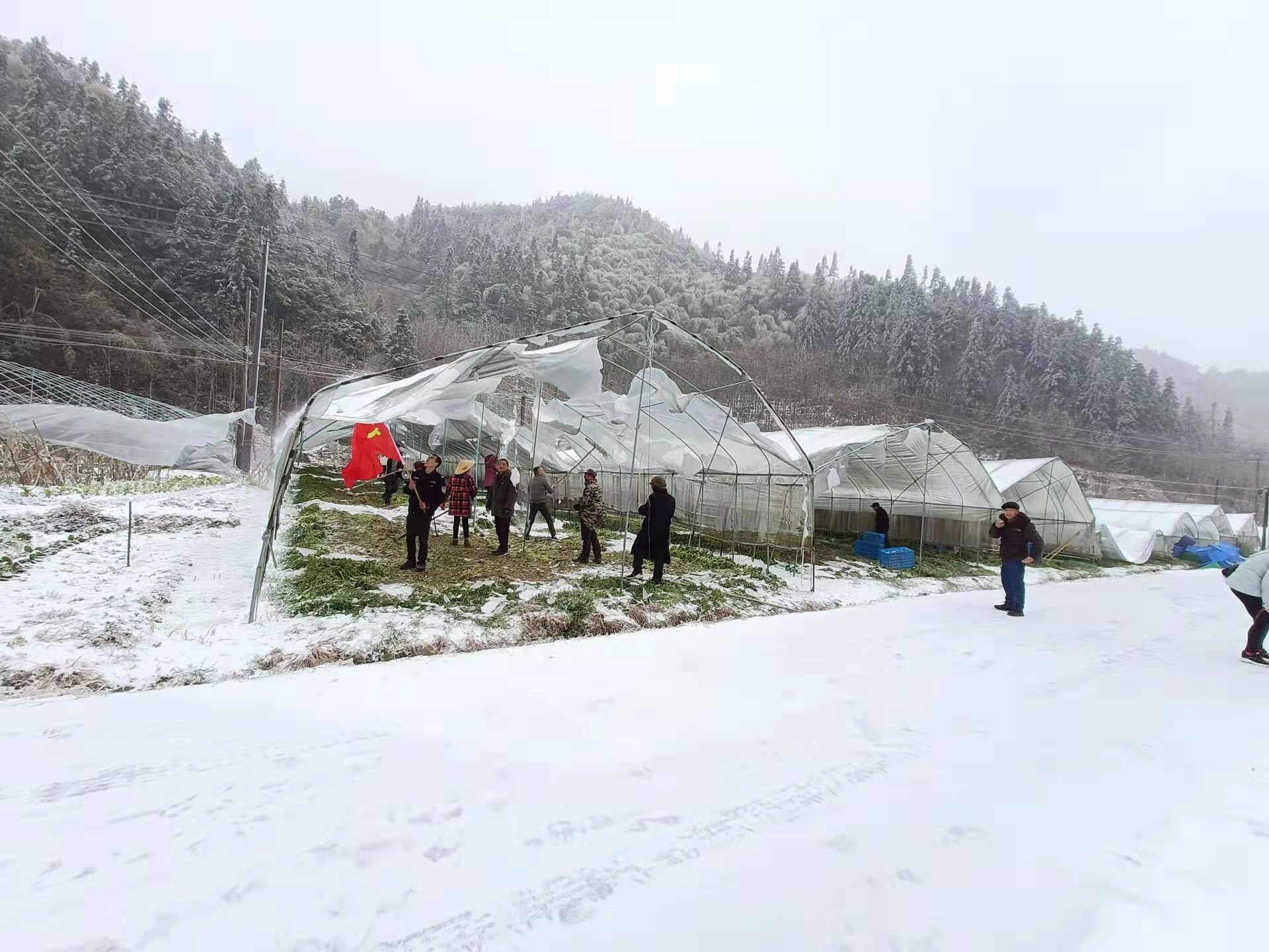 沤江镇：暴雪压垮蔬菜大棚，党员干部协力开展生产自救