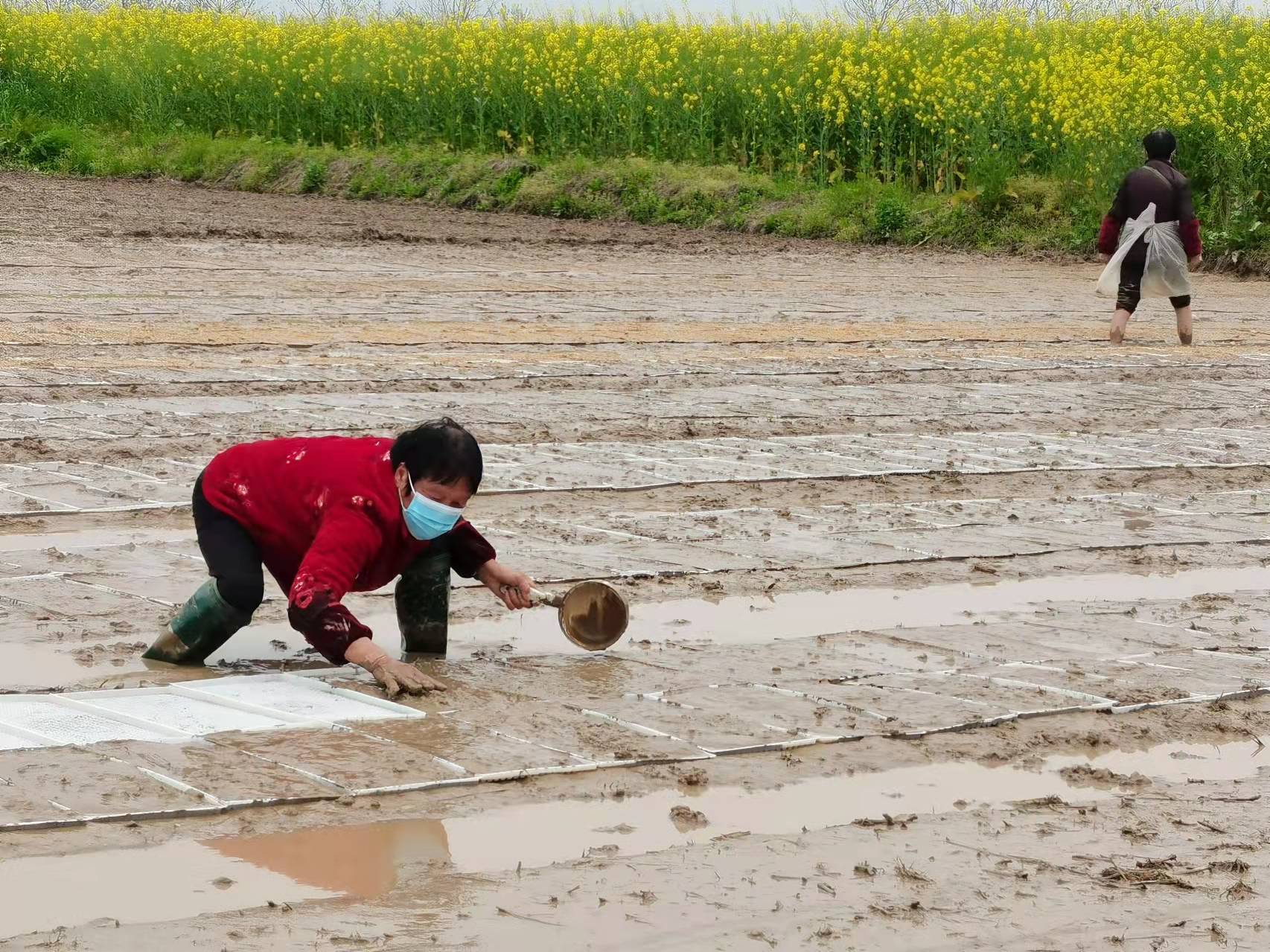 武陵区丹洲乡：春到乡间气象新 防疫春耕两不误