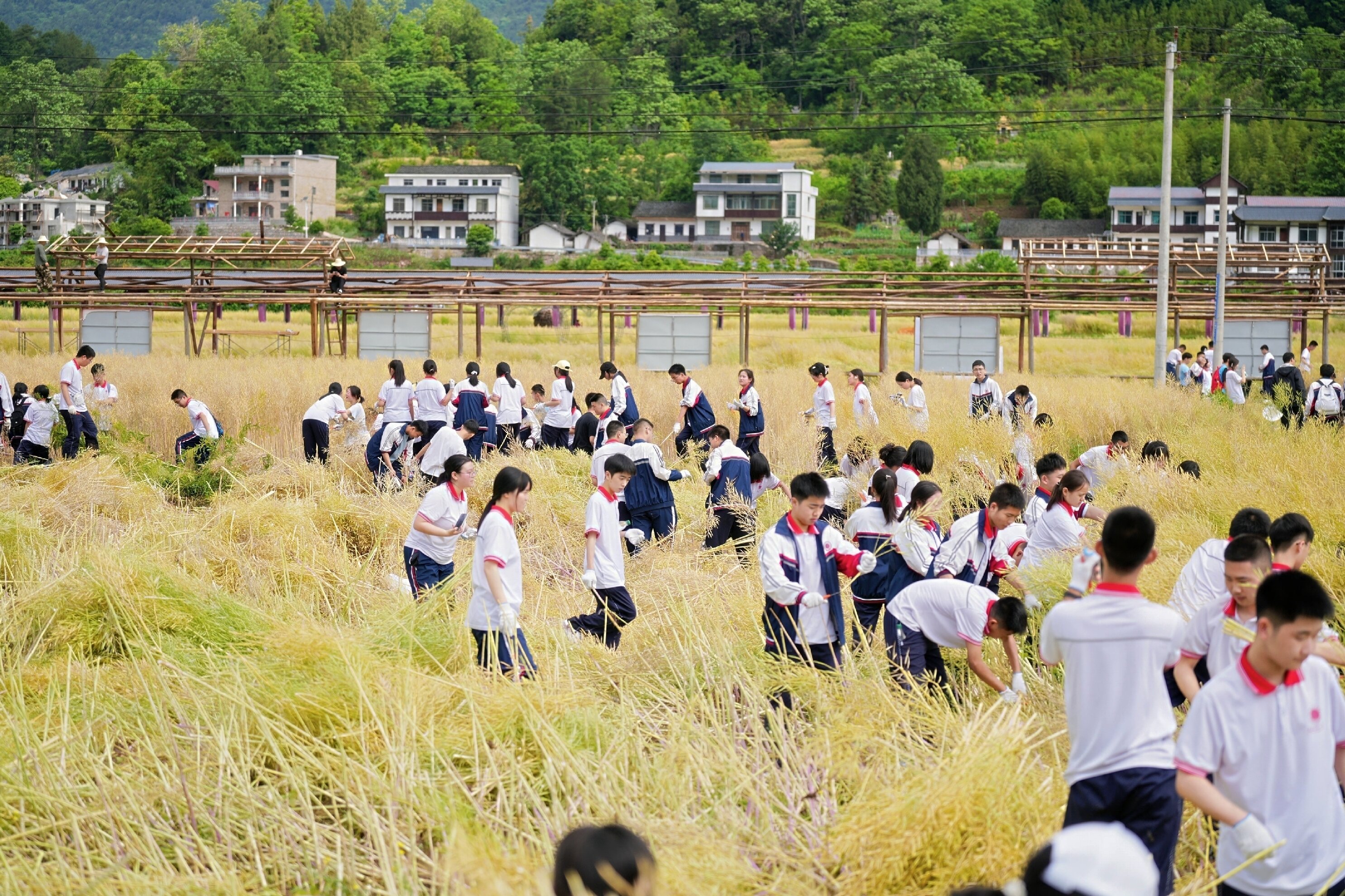 桑植一中：学子收割油菜 体验农耕文化