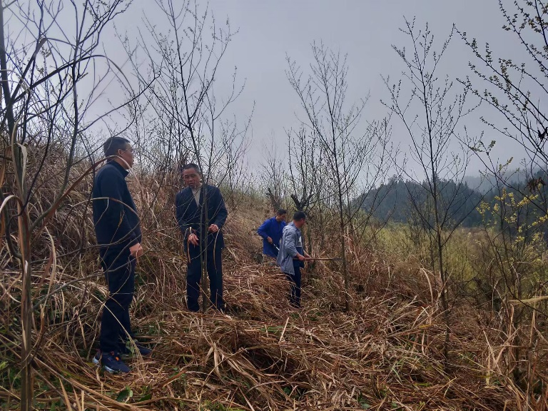 月溪镇：又是一年山樟香  产业发展谋新招