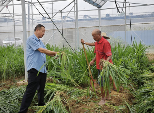 黄桥镇纪委：“监督+服务”    抗旱保丰收