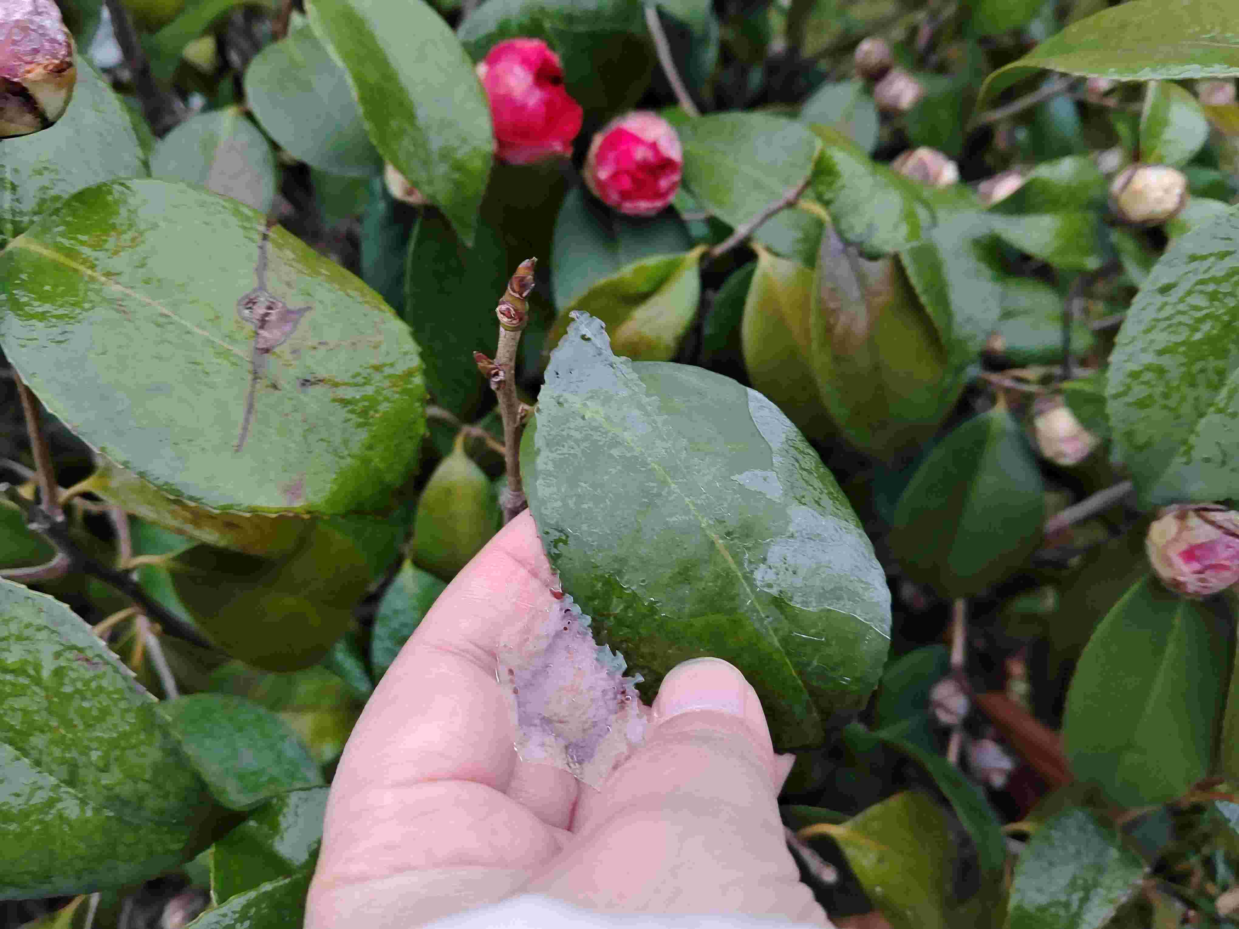 中方县气象局：积极做好低温雨雪冰冻气象服务 助力优化营商环境