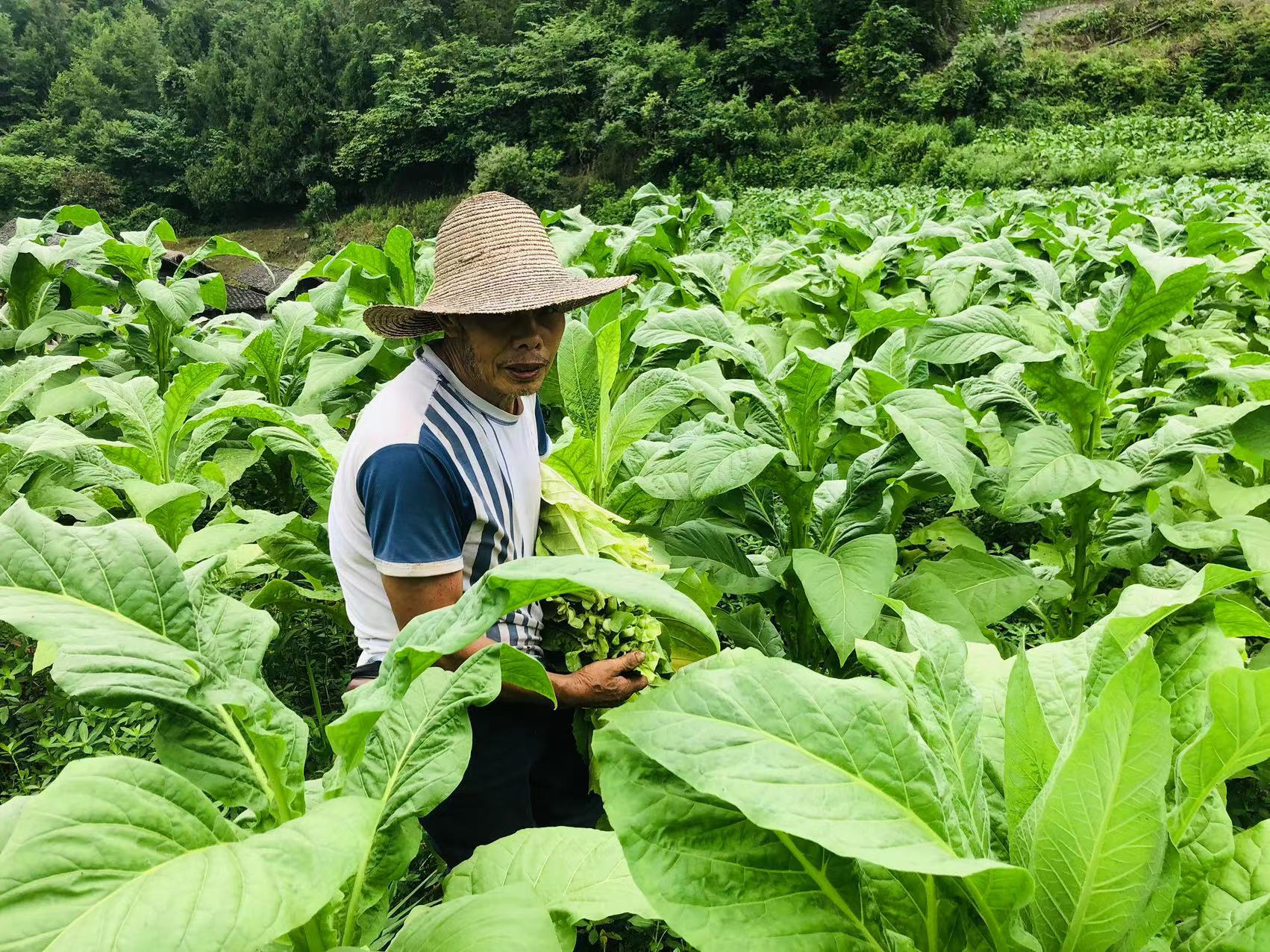 刘家坪白族乡：烤烟丰收在望 “绿叶”变“金叶”