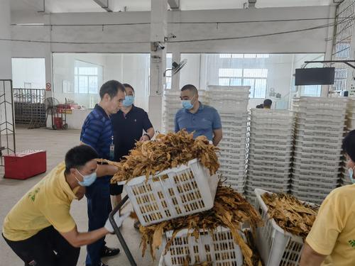 永兴县柏林镇：九月上旬可完成13000担烟叶收购任务