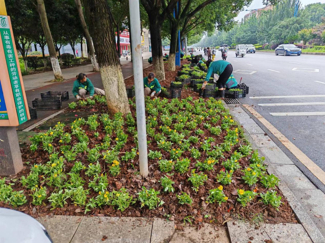 临武县城管局：“增花添彩”绿化带提升城市品质