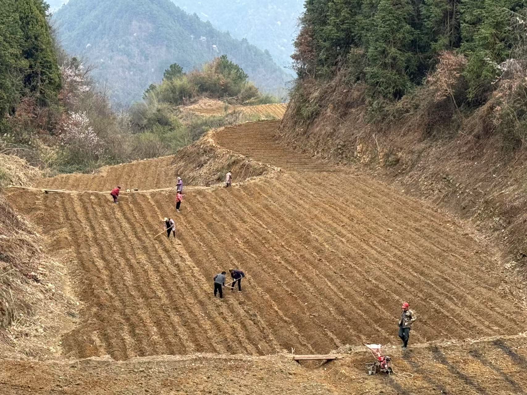 高峰镇：烟叶备耕正当时，烟田翻耕起垄忙