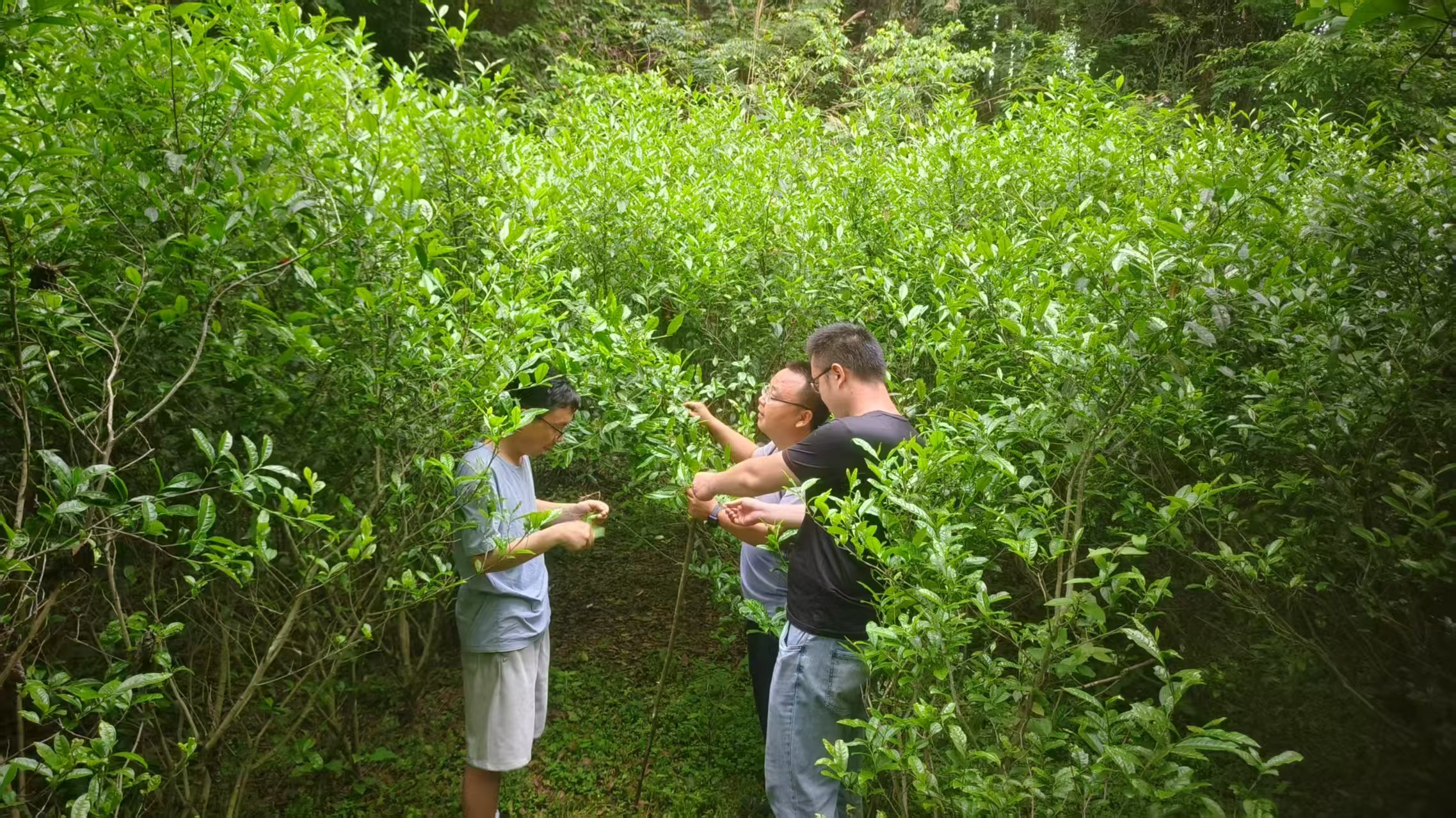古丈县高峰镇：云雾深处的千年茶魂