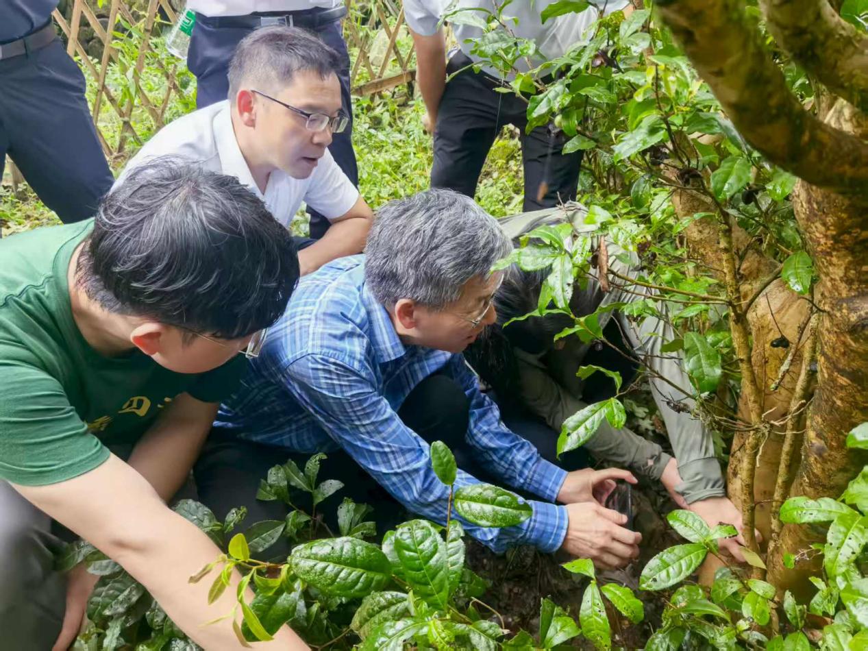 高峰镇：守护千年茶脉  葫芦坪打响古茶树“保卫战”