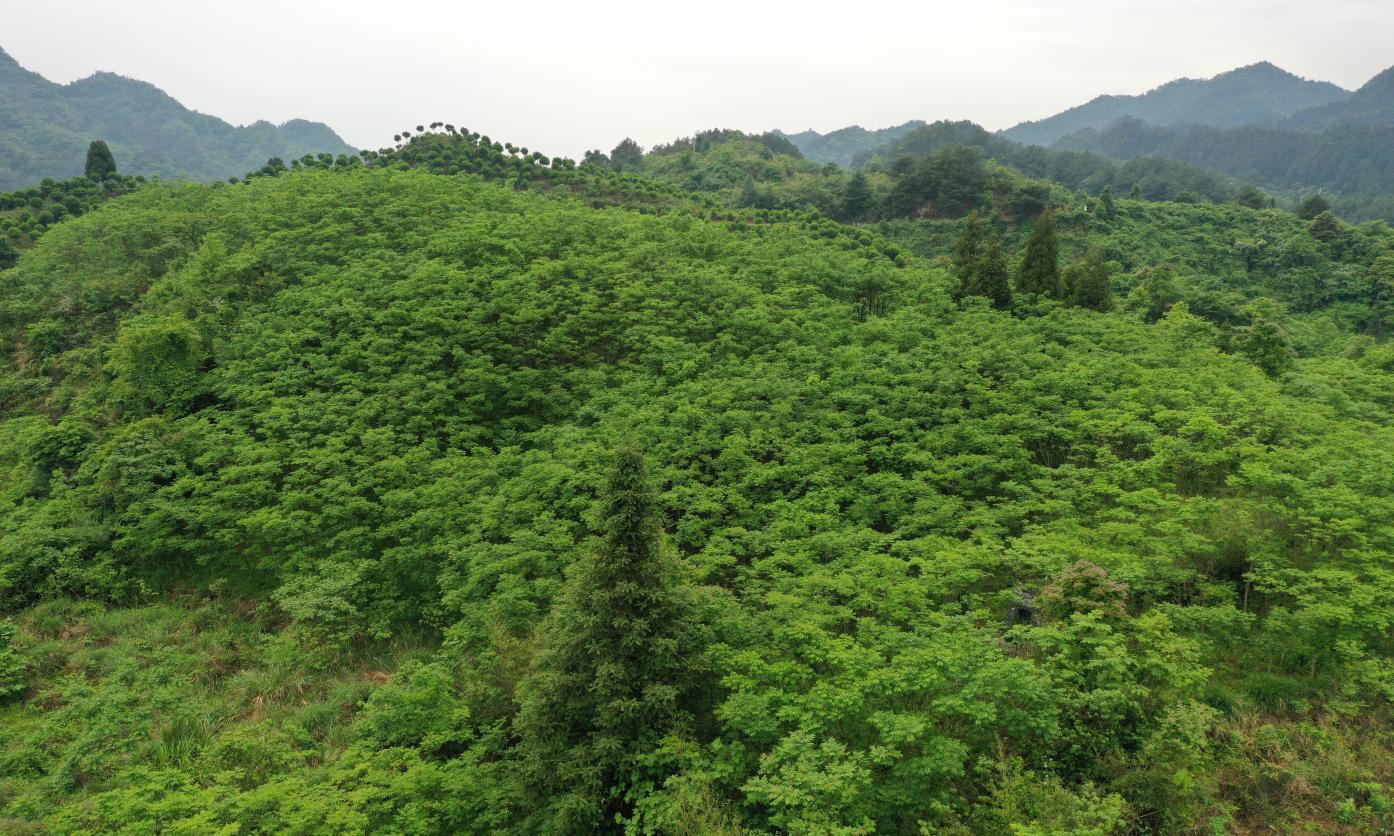 高峰镇：高山黄柏绿，振兴路更宽