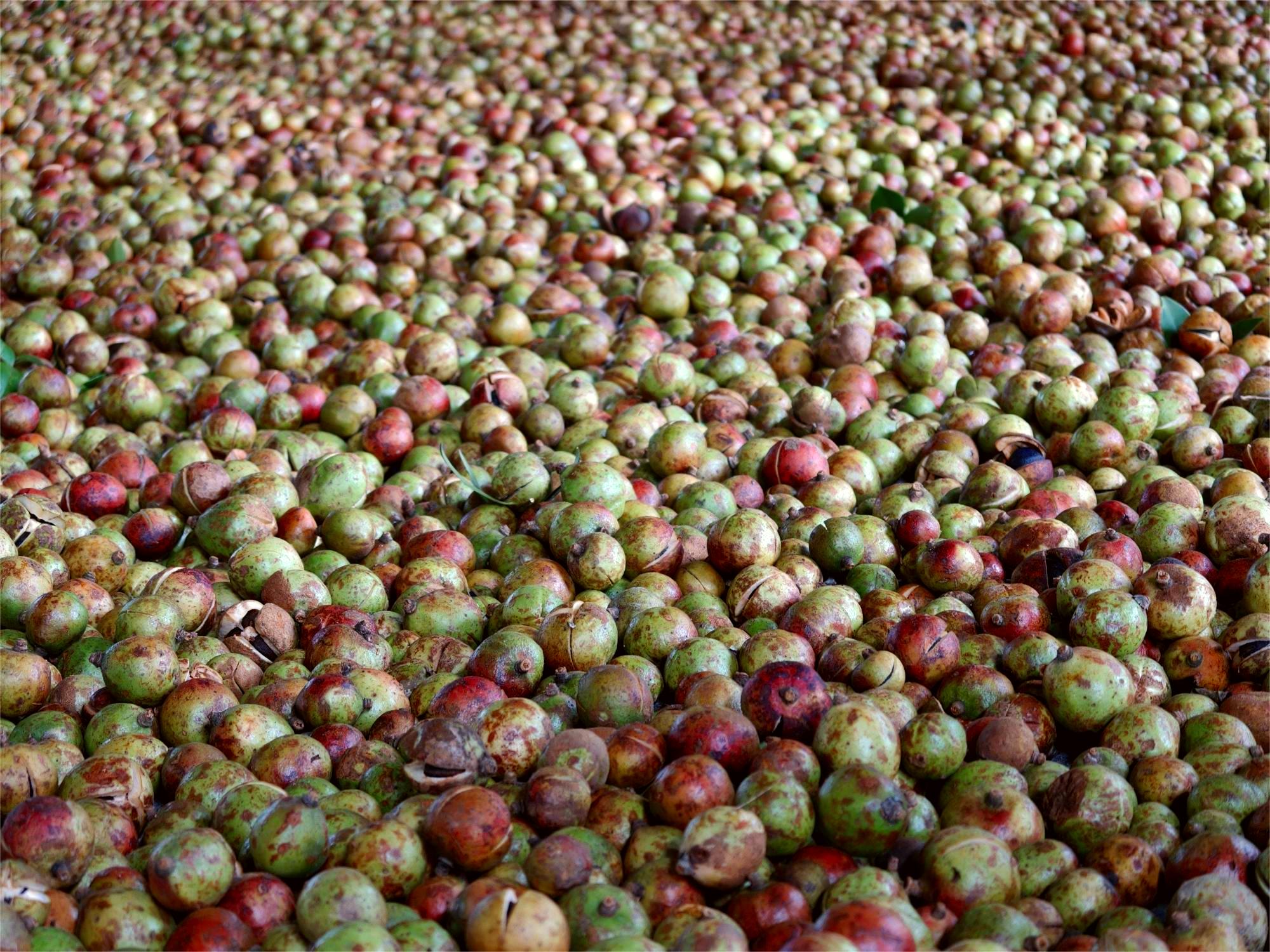 高峰镇：茶果飘香，千亩油茶喜迎丰收