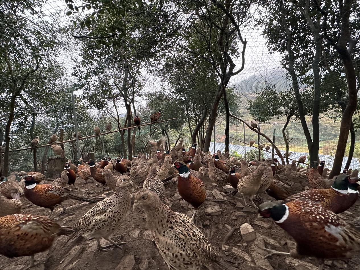 高峰镇：践行“1475”总体思路，探索“小而精”特色产业振兴模式