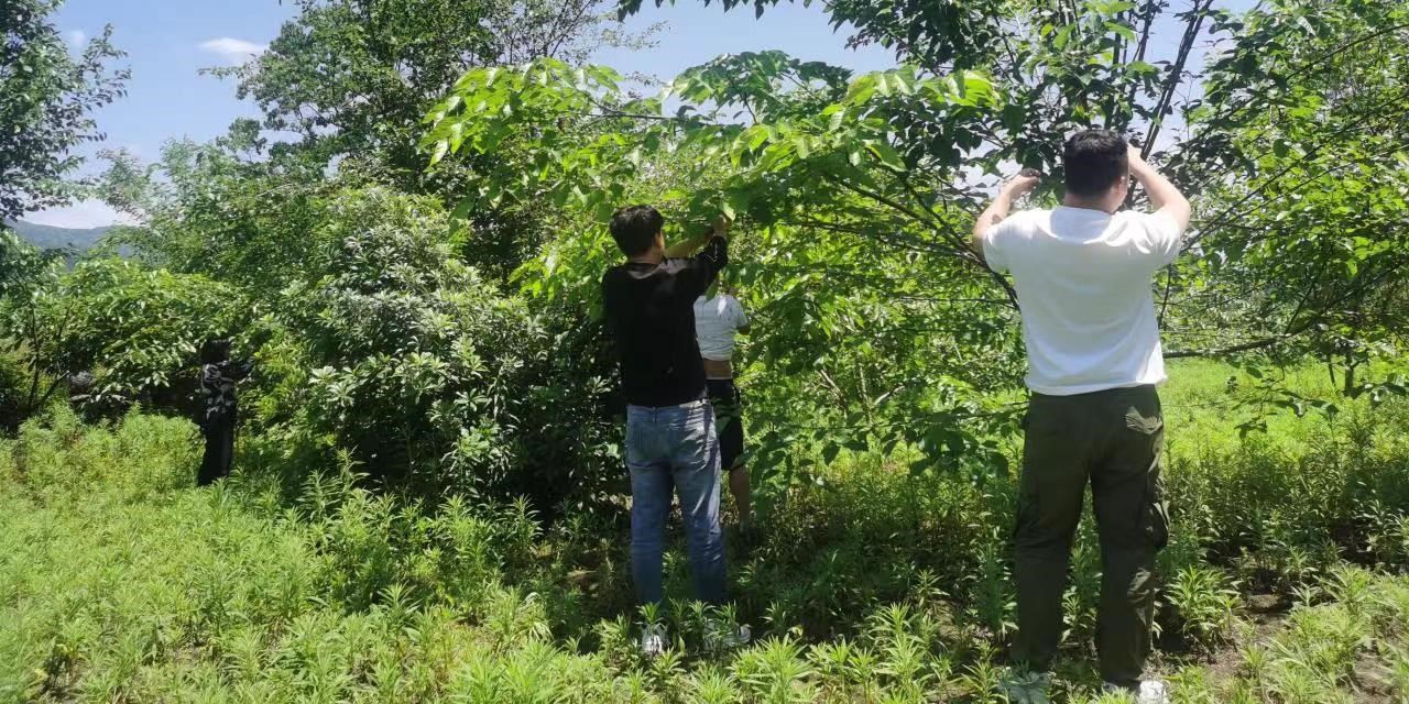 利福塔镇：“黑色金子”桑葚果满枝头