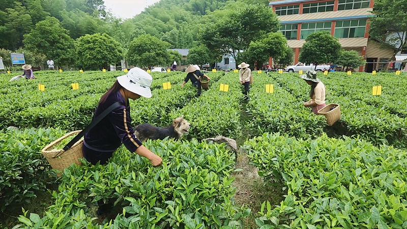 【重点攻坚进行时】桥市辉山村：片片茶叶成脱贫致富“金叶子”
